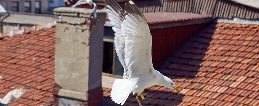 Residential Chimney Animal Removal Solution in Foley, AL