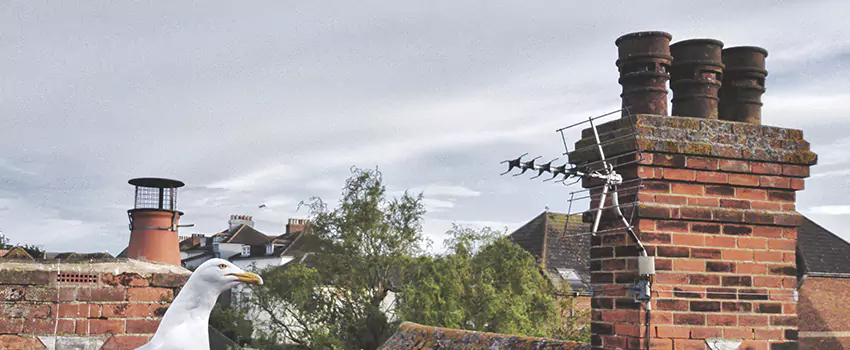 Chimney Cleaning And Restoration in Foley, Alabama